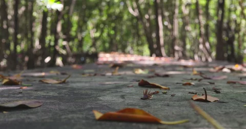 Tropical green rainfirest trail pathway movement video Stock Footage 337291069