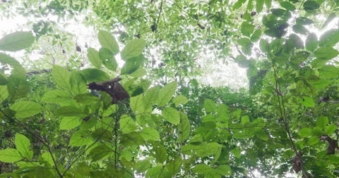 Tropical green rainfirest trail pathway movement video Stock-Footage 337292007
