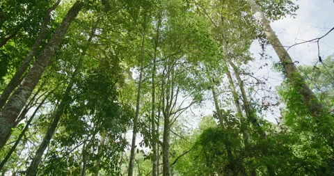 Tropical green rainfirest trail pathway movement video Stock-Footage 337308878