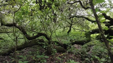 A Tropical Green Rainforest Stock-Footage 280561717