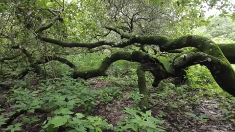 A Tropical Green Rainforest Stock-Footage 280562970