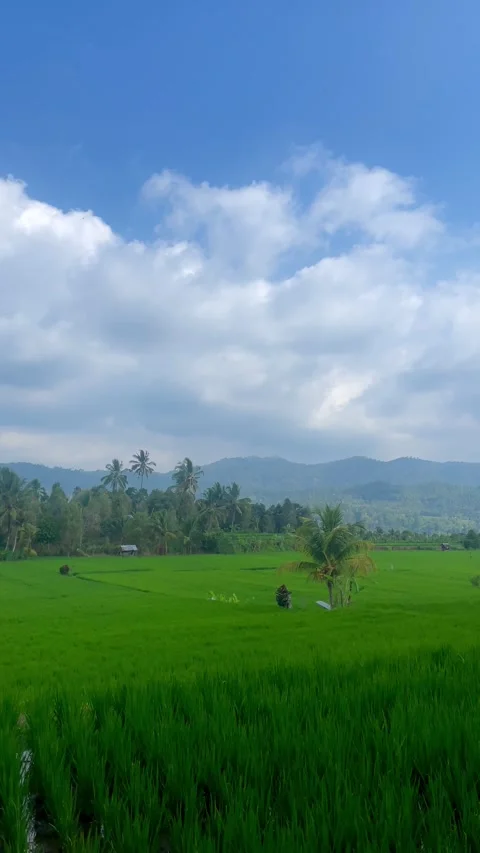 Tropical Green Rice Fields and Hills Under Blue Sky in Bali Vidéo 343018707