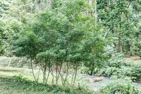 Tropical Green Shrubs Beside Forest Stream Stock Photos