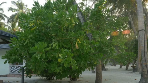 Tropical green tree and beach villa nearby Stock Footage 90804942