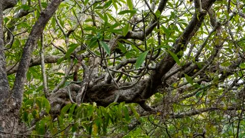 Tropical Green Tree Branches Stock Photos
