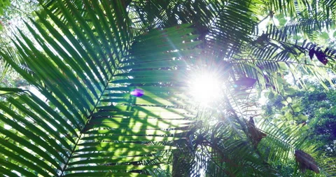 Tropical green tree leaf in forest flora nature background sun light Stock Footage 334050705