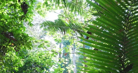 Tropical green tree leaf in forest flora nature background sun light Stock Footage 334319934