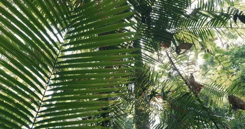 Tropical green tree leaf in forest flora nature background sun light Stock Footage 334319961