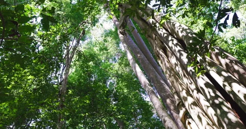 Tropical green tree leaf in forest flora nature background sun light Stock Footage 334321308