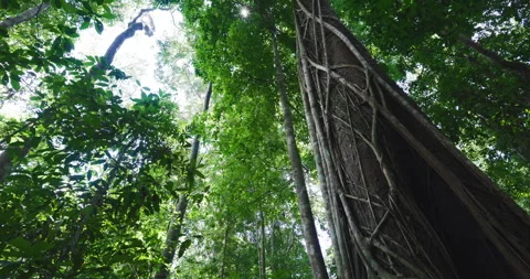 Tropical green tree leaf in forest flora nature background sun light Stock Footage 334322494