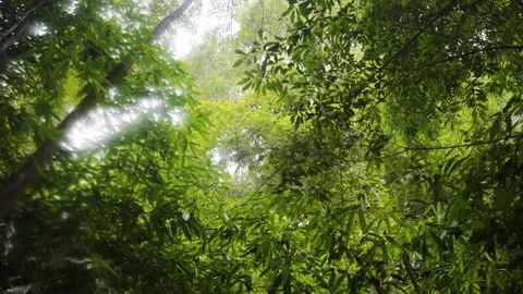 Tropical green tree in rainforest nature ecology Stock Footage 282005565