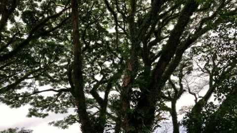 Tropical green tree, spreading crown with wide branches and leaves, trunk Stock Footage 245948703