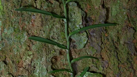 Tropical Green Vine on Tree Bark Background with Moving Ant Macro Close Up Видео 336369062