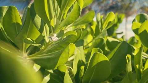 Tropical Greenery Growing on Beach in Mexico Similar to Mangrove Vidéo 280704360