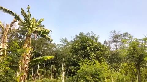 Tropical Greenery Under the Clear Sky Stock-Footage 337879517