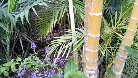 Tropical greenhouse Stock Footage 78570014