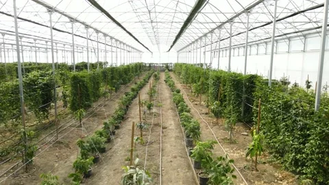 Tropical greenhouse Stock Footage 172263780
