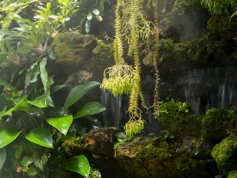 Tropical greenhouse interior Stock Photos