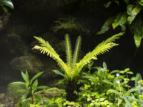 Tropical greenhouse interior 스톡 사진