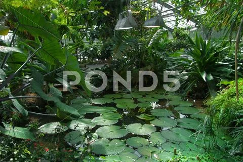Tropical greenhouse scenery Stock Photos
