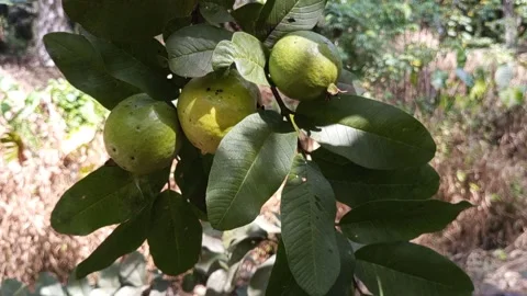  tropical guava tree Video stock 196265507
