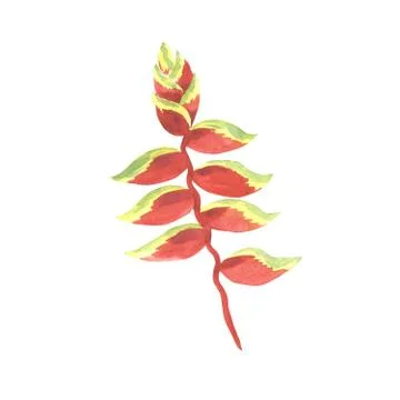 Tropical Hawaii leaves palm tree in a watercolor style isolated. Stock Illustration