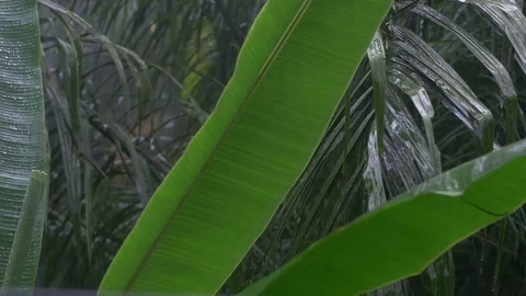 Tropical heavy rain in asian rainforest Stock Footage