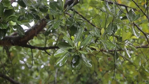 Tropical heavy rain in asian rainforest, video HD Stock Footage 80052453