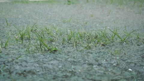 Tropical Heavy Rain Drop on Grass, Rainwater Pooled Stock Footage 140978944
