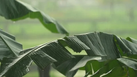 Tropical heavy rain Stock Footage 85880637