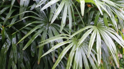 Tropical Heavy Rain Stock Footage 86760881