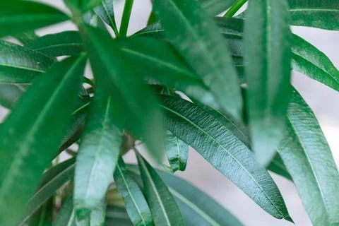 Tropical herb tree - Bay Leaf, the herbal rich of aroma use as ingredient in  Stock Photos