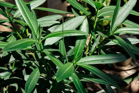 Tropical herb tree - Bay Leaf, the herbal rich of aroma use as ingredient in  Stock Photos