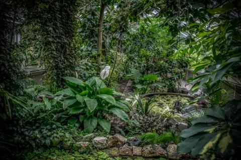 Tropical herbs Stock Photos