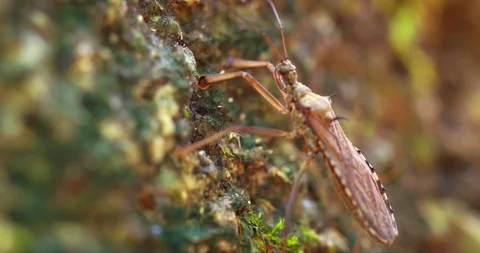 Tropical Heteroptera. Macro video with shallow depth of field Stock Footage 89857736