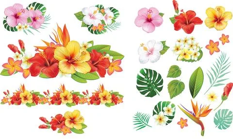 Tropical Hibiscus Flower Composition Stock-Illustration