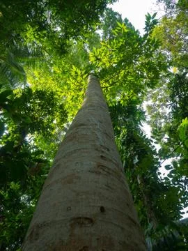 Tropical high tree Stock Photos