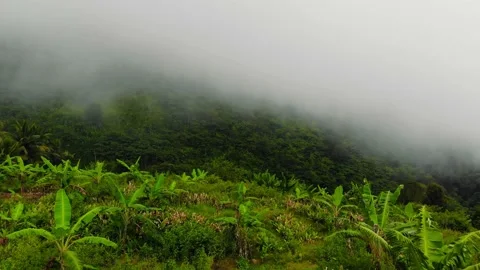 Tropical Highlands Stock Footage 194796399