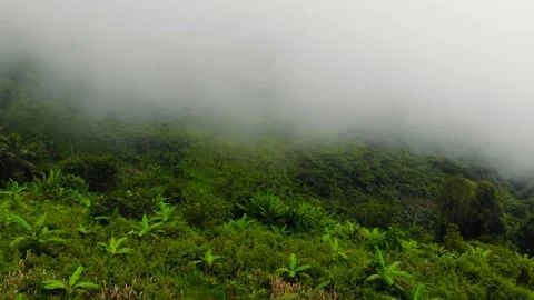 Tropical Highlands Stock Footage 194798942
