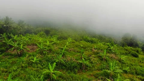 Tropical Highlands Stock Footage 194800764