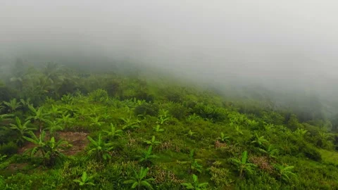 Tropical Highlands Stock Footage 194801202