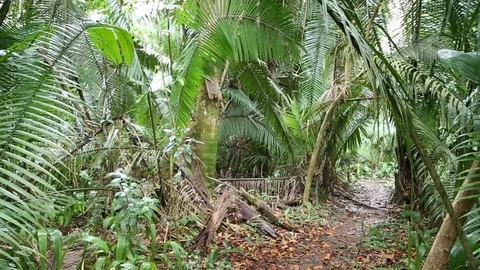 Tropical Hiking Trail Stock Footage 85494496