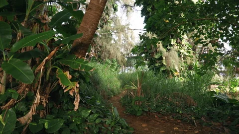 Tropical Hiking Trail Path 4k 스톡 동영상 235579700