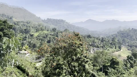 Tropical Hillside With Flowering Tree and Mountains in Sri Lanka Video stock 331662730