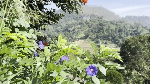 Tropical Hillside Landscape With Flowers and Mountain View Sri Lanka Stock Footage 331663751