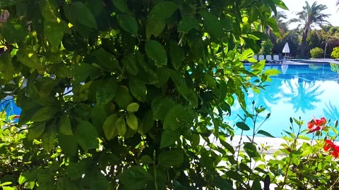 Tropical house yard Stock Footage 86206755