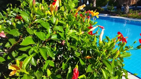 Tropical house yard Stock Footage 86207423