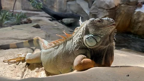 Tropical Iguana Basking in Sun Stock Footage 287954509