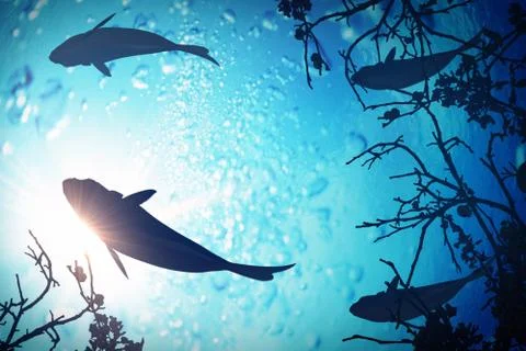 Tropical Stock Illustration