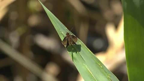 Tropical Insect on a Leaf in Guatemala Stock Footage 317712680